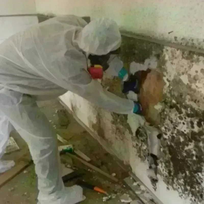 Mold Remediation and Removal in Hudson, MI